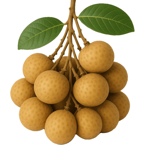 Fresh E-Dor Longan - Image 2